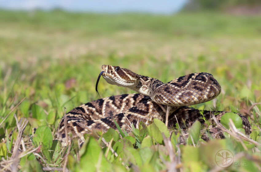  Las serpientes de cascabel se ven inusualmente temprano en el Área de la Bahía