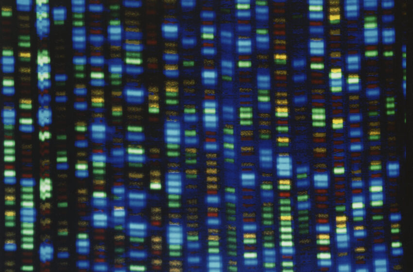  Los científicos terminan por fin de descifrar el genoma humano completo