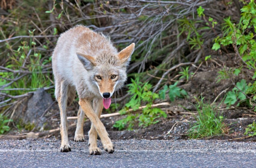  SF Presidio prohíbe temporalmente a los perros en algunas rutas de senderismo para la temporada de cría de coyotes
