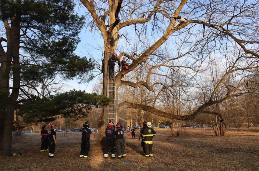  Un niño de Indiana es rescatado tras quedarse atascado en un árbol rescatando a un gato