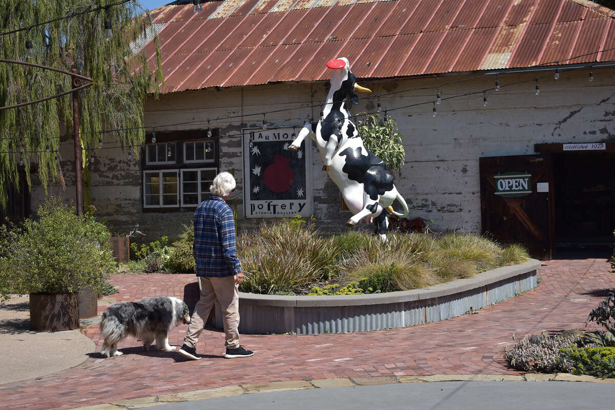 Un visitante de Harmony, California, pasea a su perro frente a una de sus emblemáticas esculturas de vacas. 