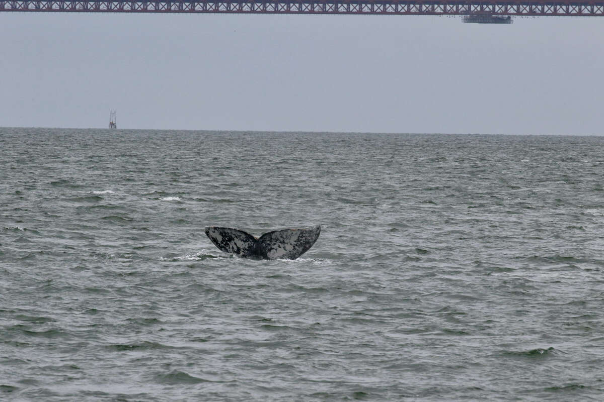 Una ballena gris vista entre Alcatraz y Angel Island el 19 de marzo de 2022. 