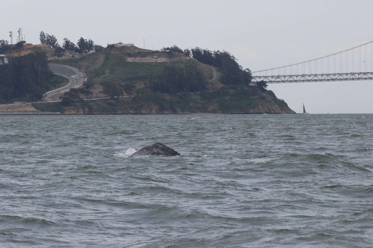 Una ballena gris vista cerca de Treasure Island y Bay Bridge el 27 de marzo de 2022.