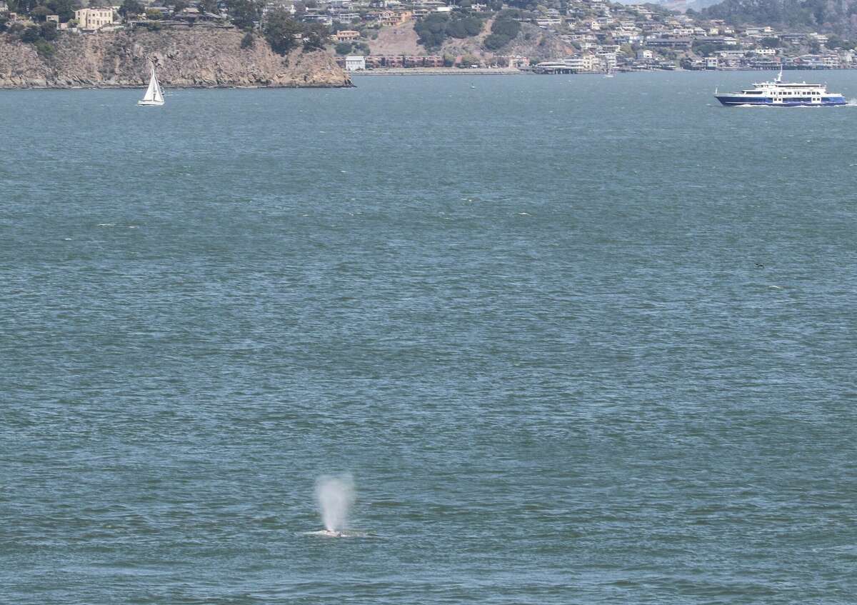 El chorro de una ballena gris se ve cerca de Sausalito el 25 de marzo de 2022. Esta ballena gris fue vista y fotografiada desde la costa por Bill Keener, investigador asociado del equipo de investigación de campo de cetáceos del Centro de Mamíferos Marinos.