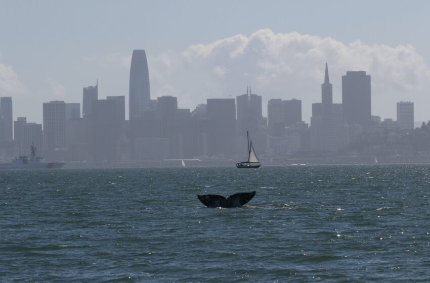  Más ballenas grises, incluida una cría, avistadas en la Bahía de San Francisco