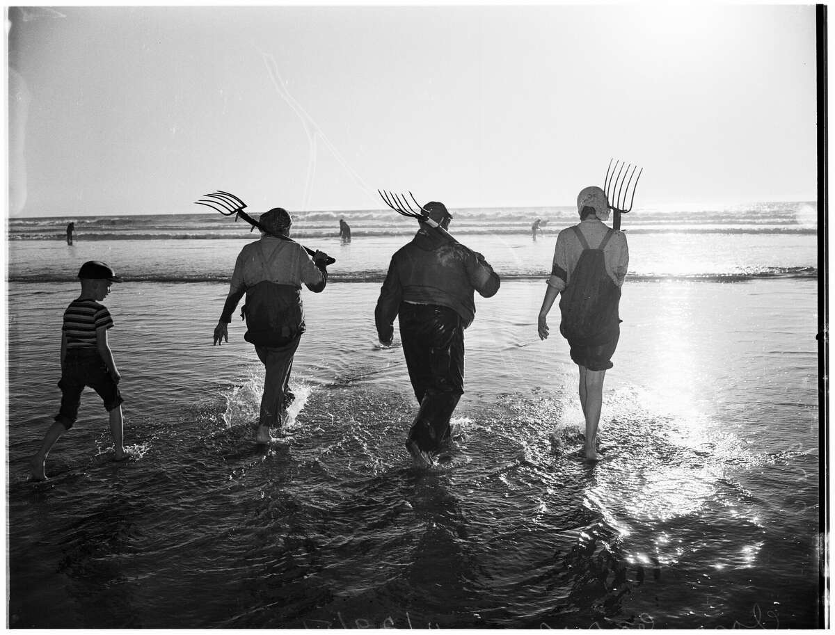 Un equipo excava en busca de almejas en Pismo Beach, California, el 28 de noviembre de 1951.