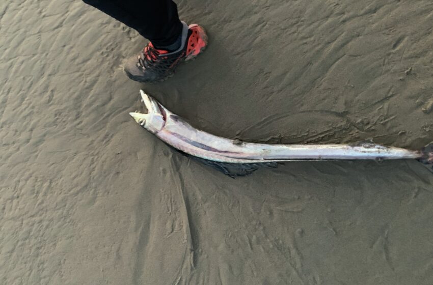  Un extraño pez caníbal con colmillos aparece en una playa de la Bahía de San Francisco