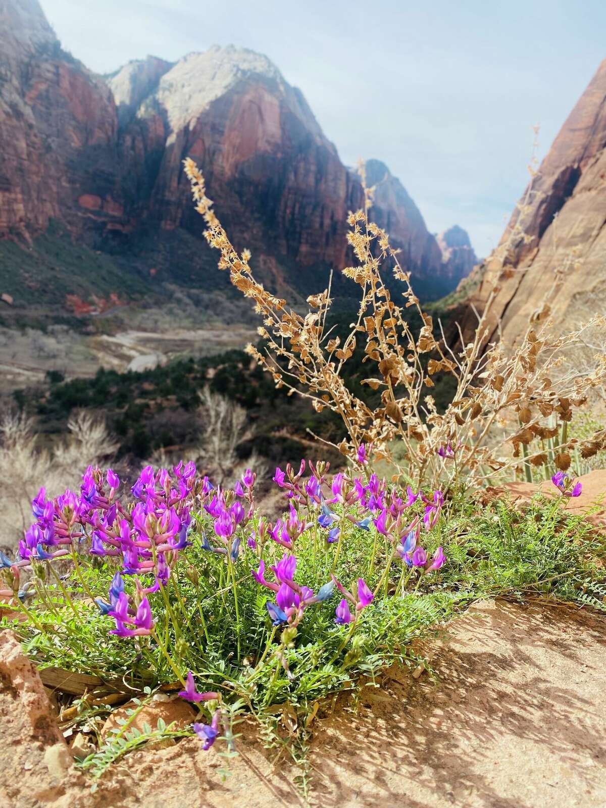 Flores silvestres moradas y azules crecían a lo largo de West Rim Trail en el Parque Nacional Zion. 