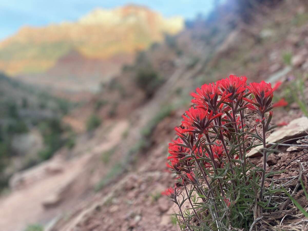 Flores silvestres de pincel rojo a lo largo de Watchman Trail en el Parque Nacional Zion.