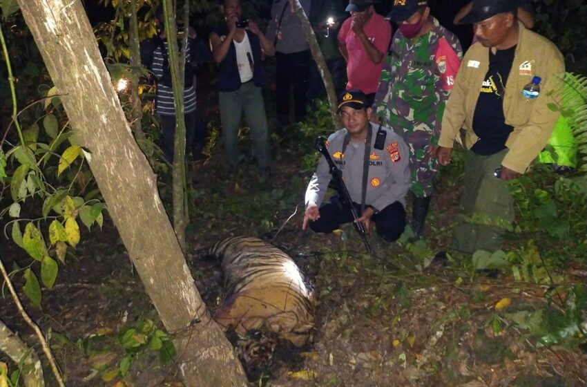  3 tigres de Sumatra en peligro crítico de extinción perdidos en trampas para animales