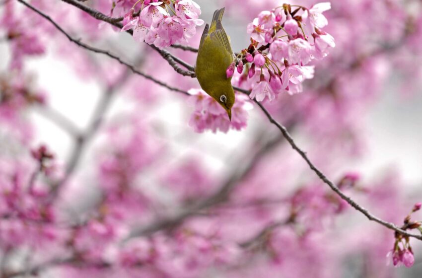  AP PHOTOS: Japón disfruta del pico de los cerezos en flor, pero no hay fiesta