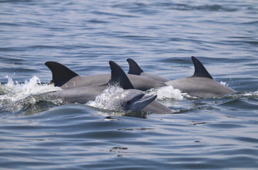  Los hábitos sociales de los delfines crean vínculos, pero propagan el virus