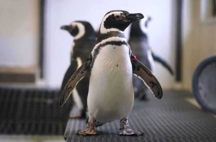  Los zoológicos esconden a las aves mientras la gripe aviar se extiende por Norteamérica