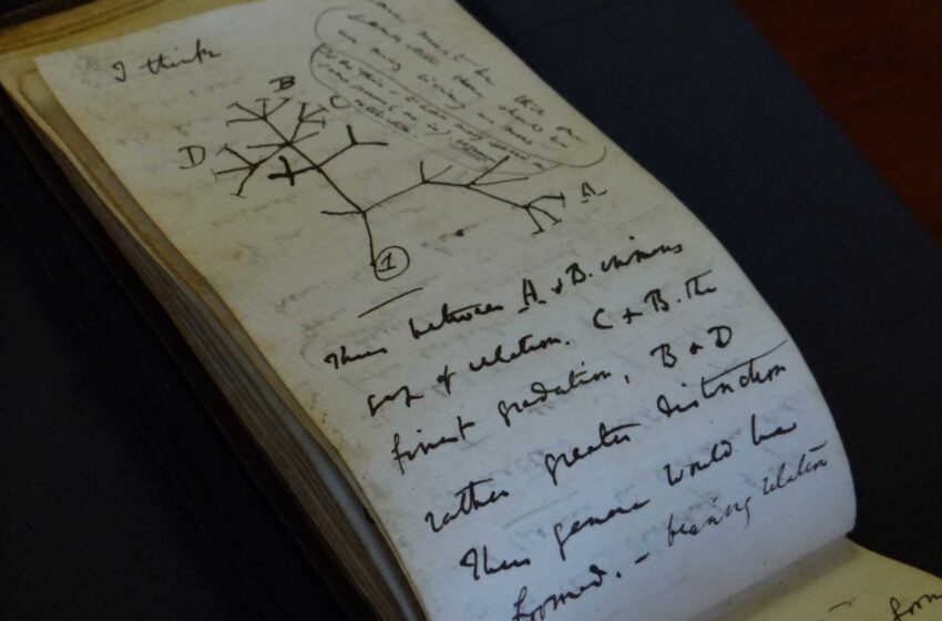  Regresan a Cambridge los cuadernos de Darwin desaparecidos durante 20 años