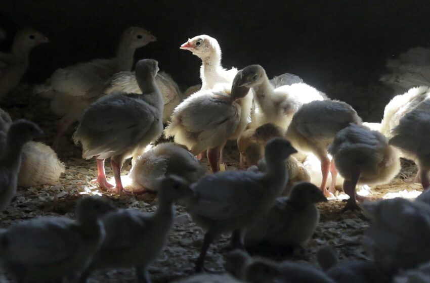  Se confirma el primer caso de infección humana por gripe aviar en Colorado