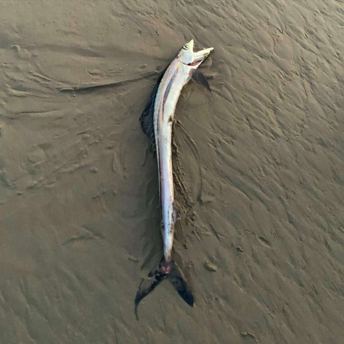 Un paseante por la playa se encontró con un pez lanceta en Drakes Bay en Point Reyes National Seashore el 5 de abril de 2022.