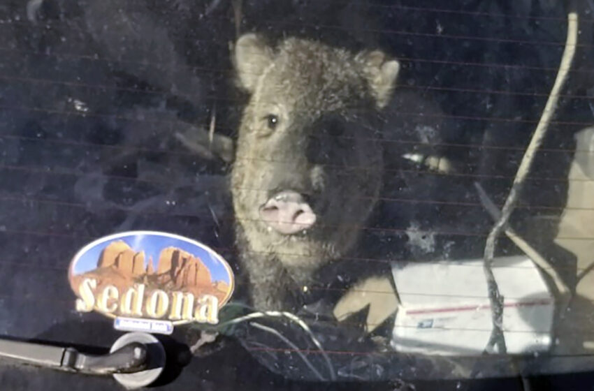  Una jabalina hambrienta se queda atascada en un coche y sale a pasear por Arizona