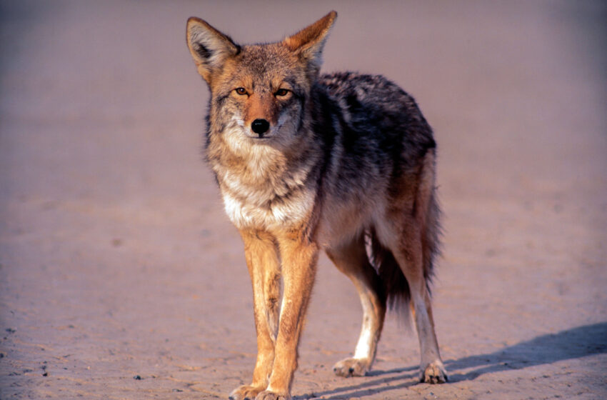  Una niña ‘gravemente herida’ por un coyote en una playa de California