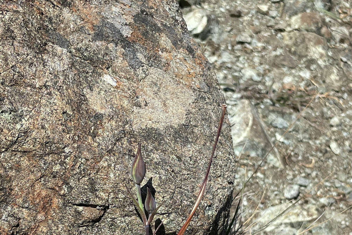 El Tiburon Mariposa Lily floreciendo.