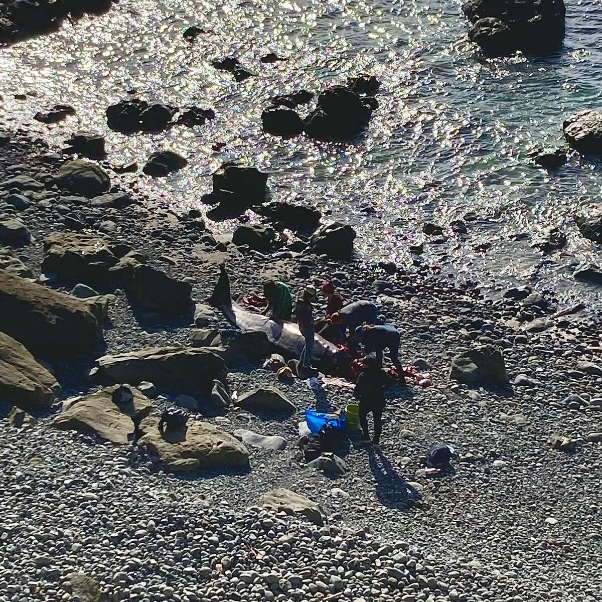 Una rara ballena picuda apareció en la Reserva Natural Estatal Jug Handle del Condado de Mendocino, cerca de Fort Bragg, el 15 de mayo.