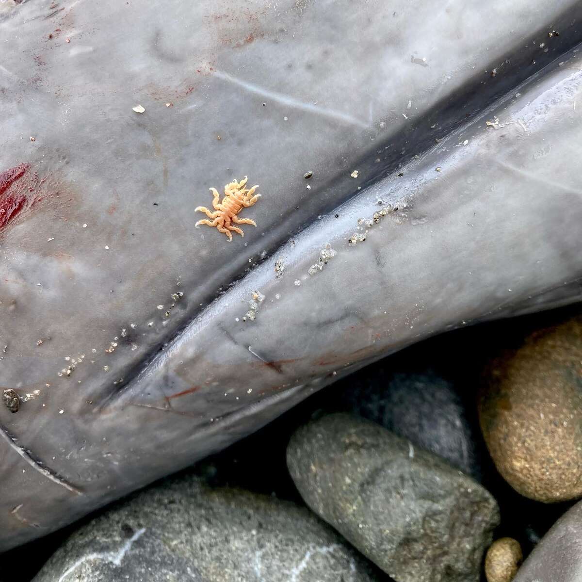 Hay varias especies de zifios; se están realizando análisis para determinar de qué especie es la ballena encontrada en el condado de Mendocino.