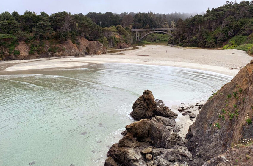  Un misterioso zifio aparece en una playa de California al norte de San Francisco
