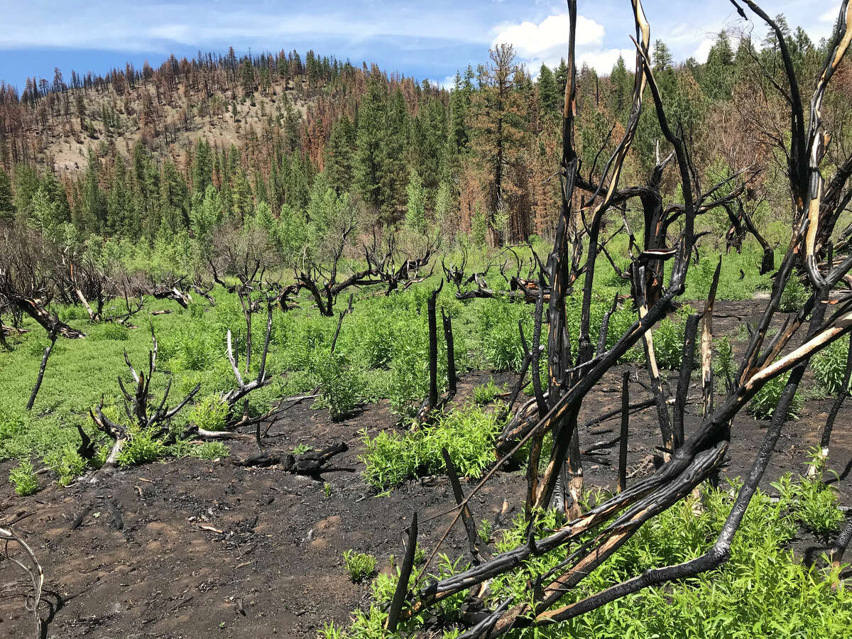 El Bosque Nacional Eldorado, donde el Caldor Fire quemó 221,835 acres el año pasado, es un paraíso para los recolectores de hongos. 