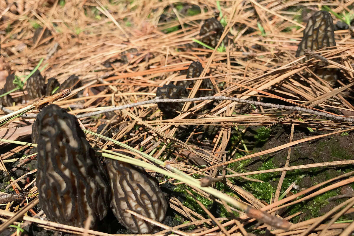 Esta primavera, las explosiones de colmenillas en el Bosque Nacional Eldorado y otras áreas quemadas de California están creando un nuevo tipo de fiebre del oro.