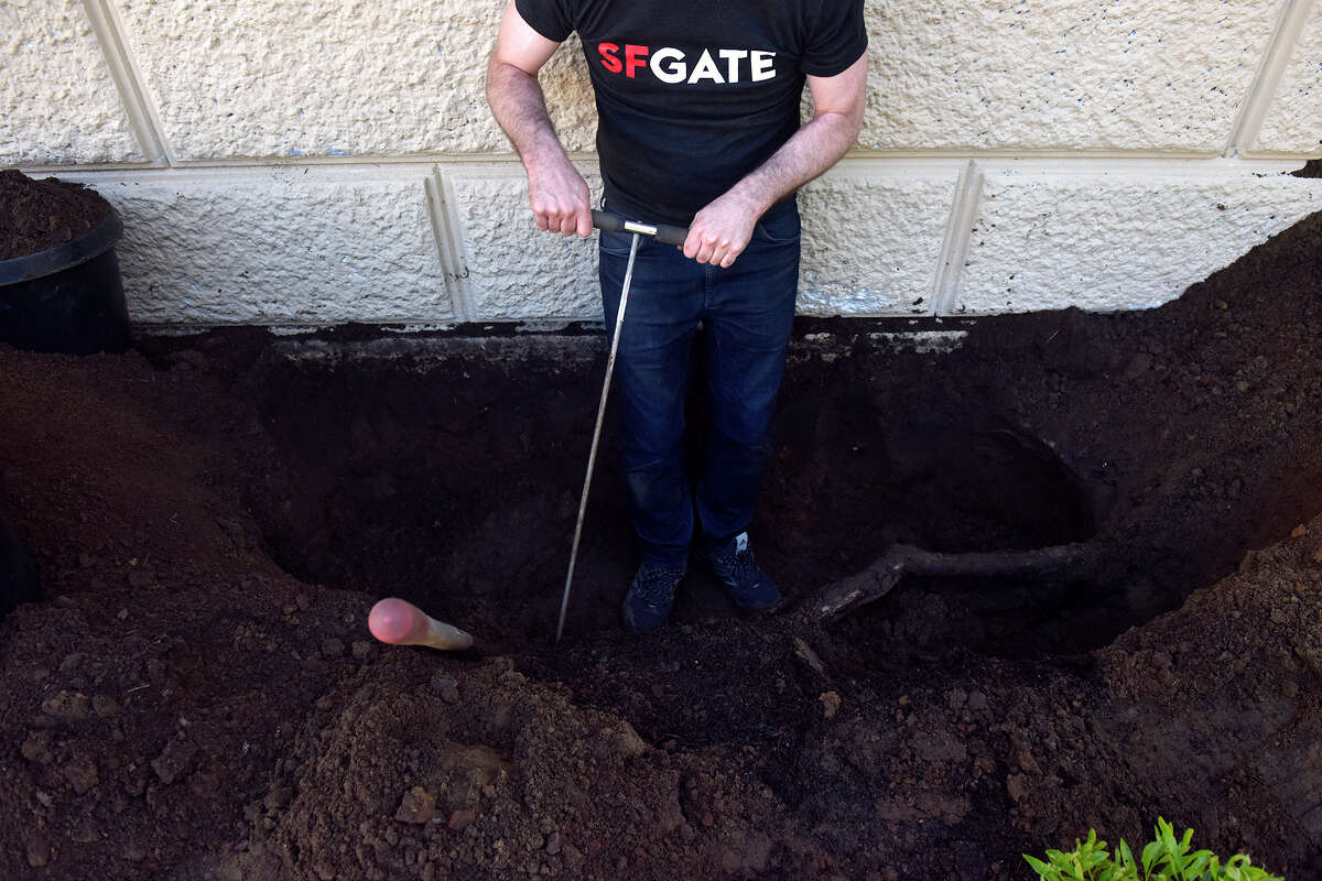 El editor de cultura de SFGATE, Dan Gentile, usa una varilla de sondeo durante su excavación en busca de un tesoro enterrado en el Golden Gate Park, junto al refugio ferroviario de Powell Street, el viernes 15 de abril de 2022.