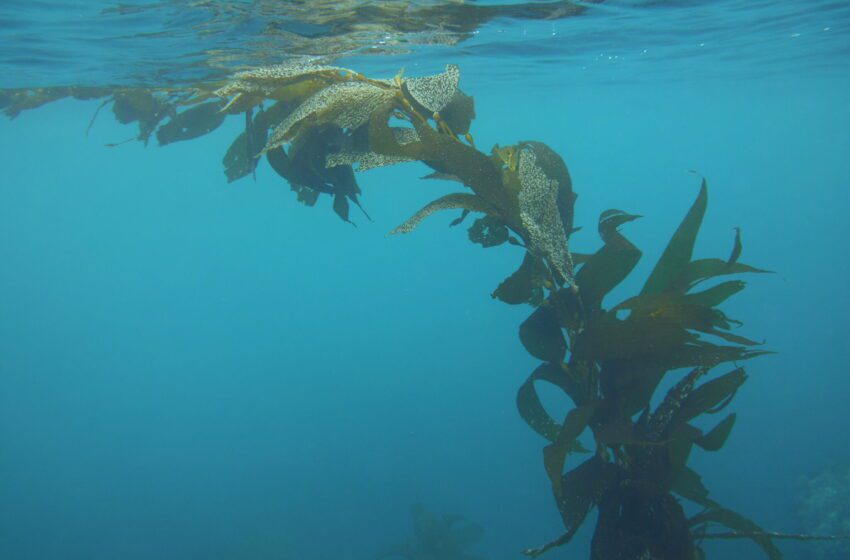  Fui a nadar frente a la isla Catalina de California con algas gigantes que podrían salvar el planeta