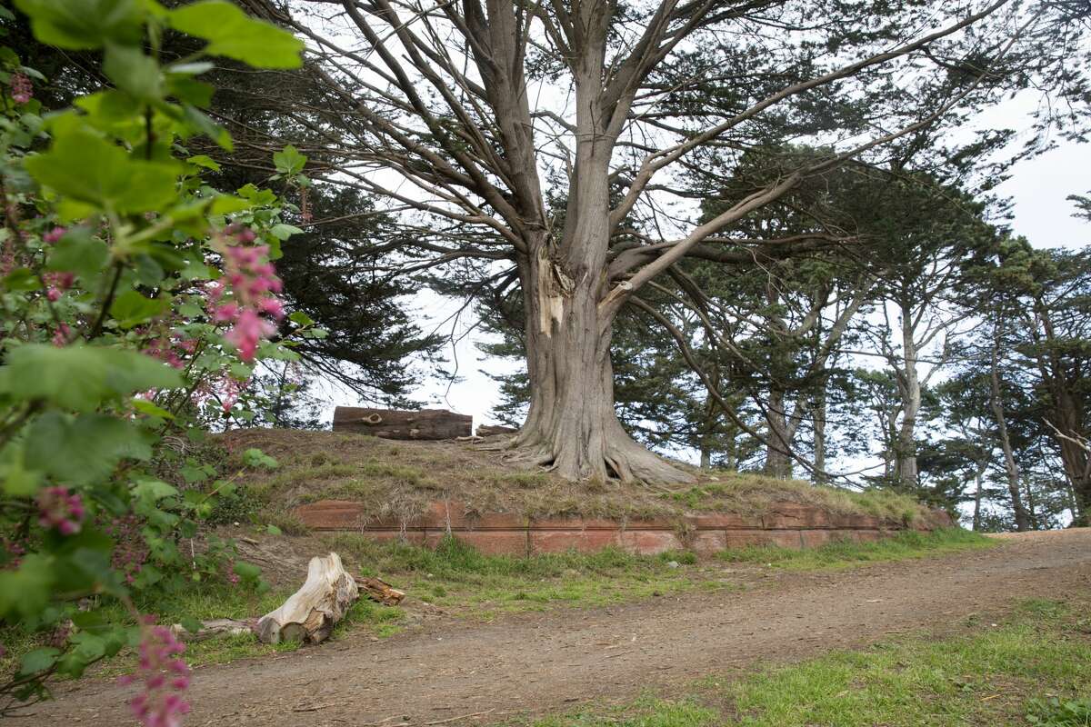 Un árbol crece de la base de los restos del Observatorio Sweeny en la cima de Strawberry Hill en el Golden Gate Park en San Francisco el 8 de marzo de 2021. El observatorio fue destruido en el terremoto de 1906.