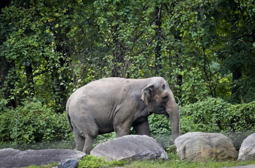  Happy es un elefante asiático. ¿Pero es también una persona?