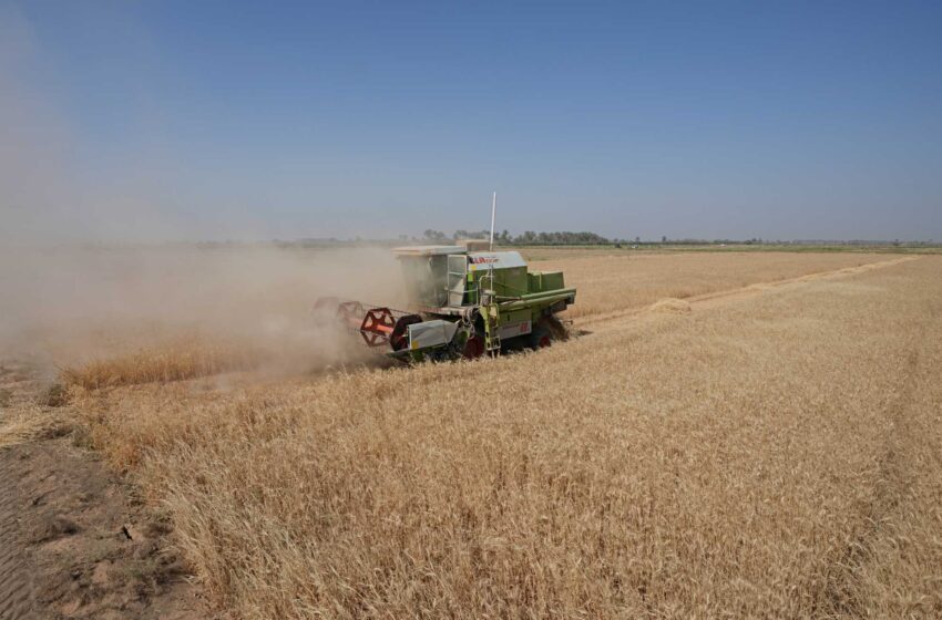  La grave escasez de agua dificulta la cosecha de trigo en Irak