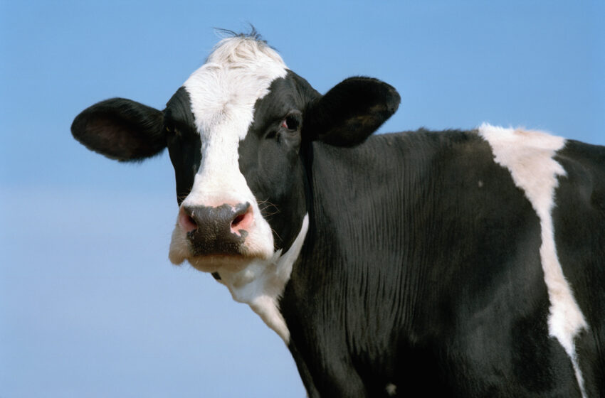  La mascota “de élite” de la UC Davis es sustituida por una vaca