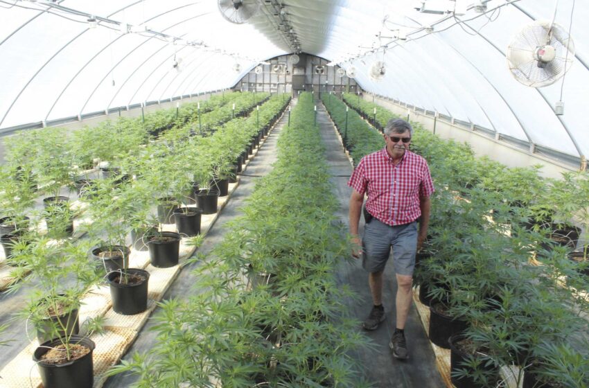  Un cultivador de cáñamo en Carolina del Norte mira hacia el futuro de la marihuana medicinal