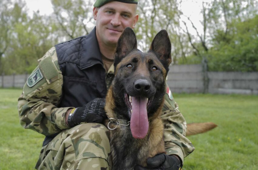  Un militar húngaro encuentra una misión en la vida para un perro maltratado