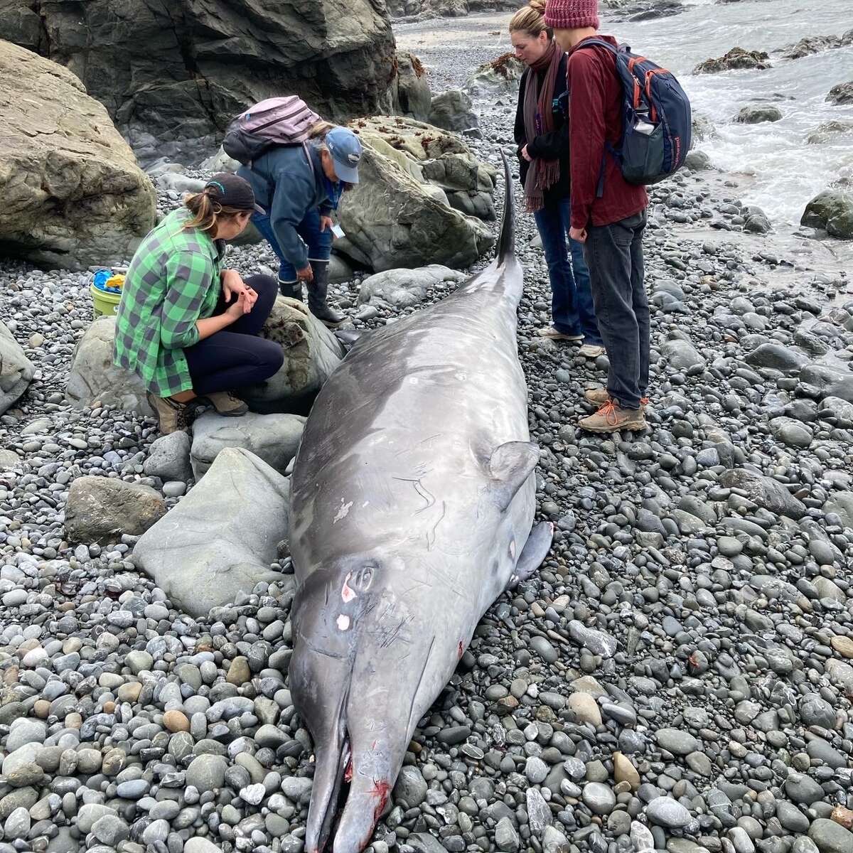 Un equipo de científicos del Centro de Ciencias Marinas de Noyo, en Fort Bragg, realizó una necropsia en colaboración con la Academia de Ciencias de Cal en San Francisco y el Centro de Mamíferos Marinos en Sausalito.