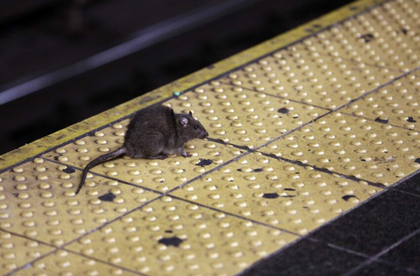  ¡Oh, ratas! Mientras los neoyorquinos salen de la pandemia, los roedores también lo hacen