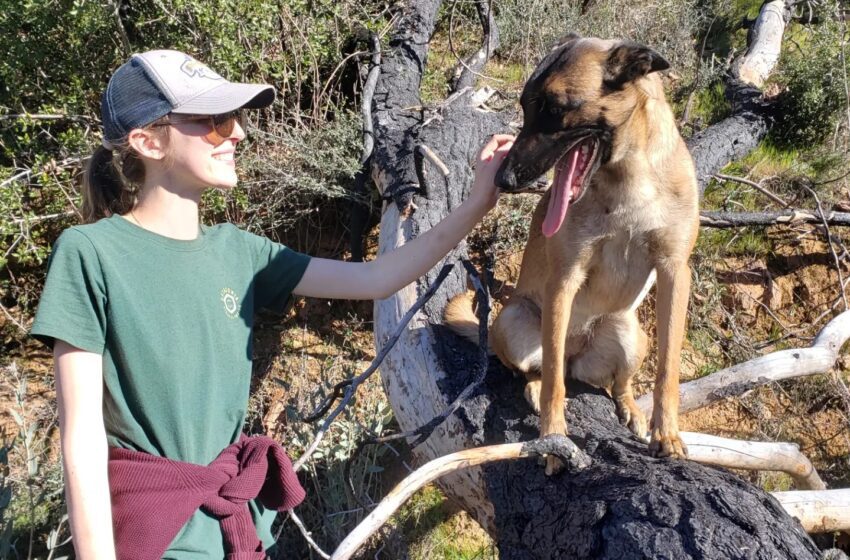  Muere el perro que salvó a su dueño en el ataque de un puma en el norte de California