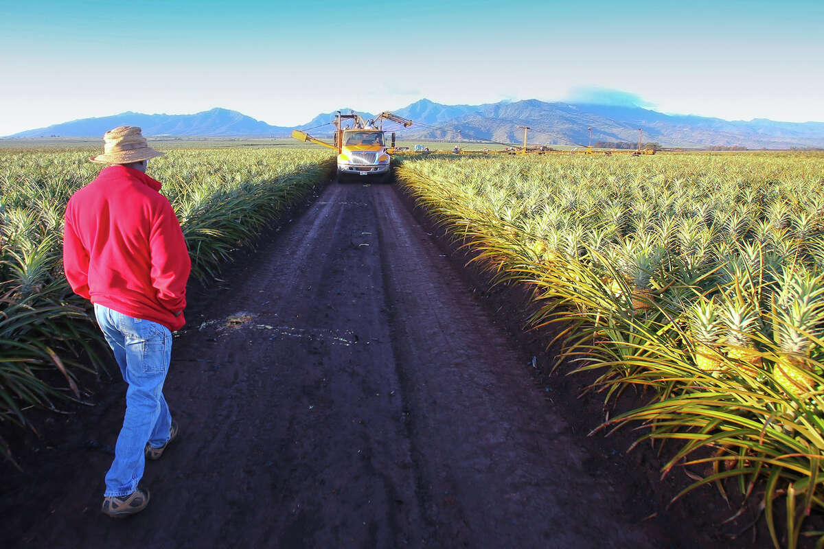 En 2013, Kofi Debrah, supervisor de campo de Dole, verifica las operaciones de recolección en la plantación de Dole en Oahu, Hawái. 