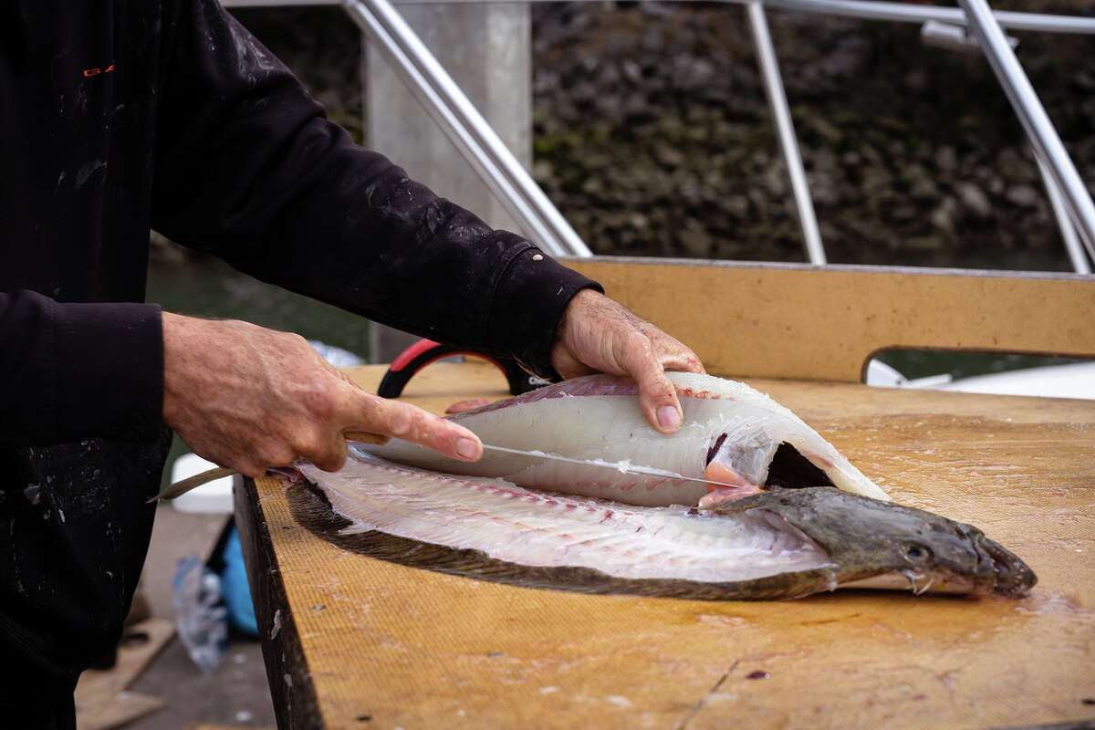 El capitán Adam Sewall corta el pescado en el muelle de Berkeley Marina antes de repartir todo para que el equipo se lo lleve a casa el jueves 26 de mayo de 2022. 