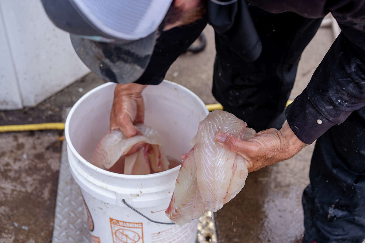 El capitán Adam Sewall divide todo para que el equipo se lo lleve a casa al final del viaje de pesca de mujeres a bordo del Gatherer II el jueves 26 de mayo de 2022. 