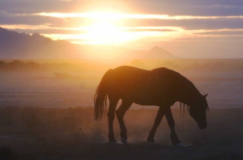  BLM acelera la recogida de caballos salvajes prevista en Colorado
