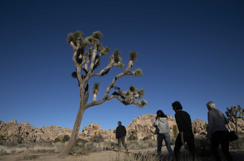  California debate la inclusión del árbol de Josué occidental en la lista de especies amenazadas