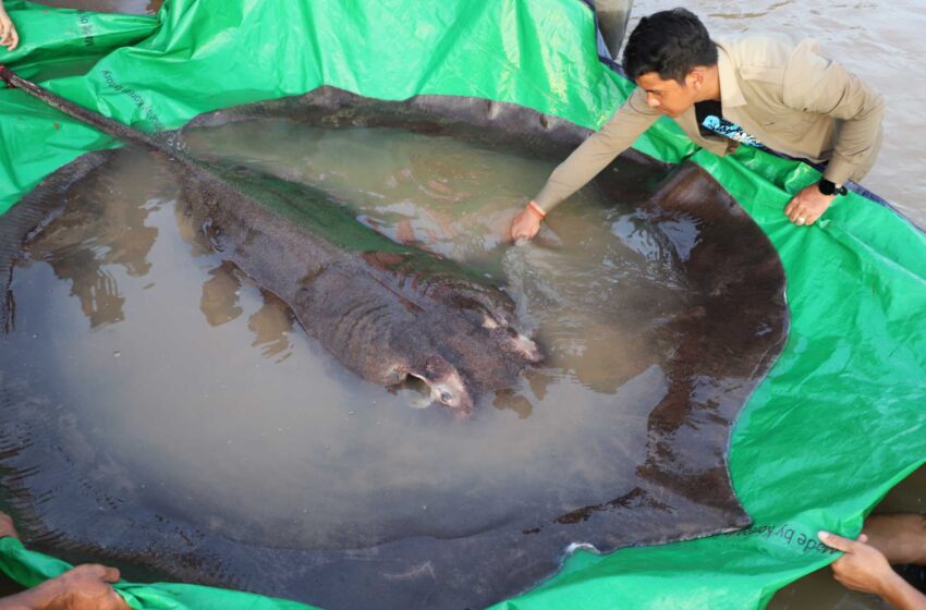  Camboya captura el mayor pez de agua dulce registrado en el mundo