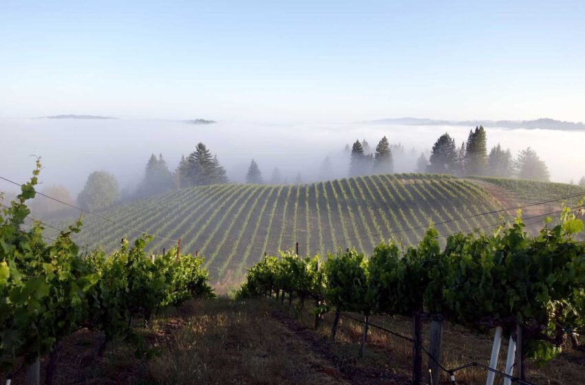  Dos regiones vinícolas de la costa de California finalmente obtienen su reconocimiento oficial