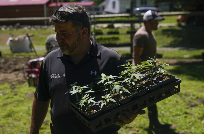  El primer cultivo legal de marihuana en Nueva York brota bajo el sol