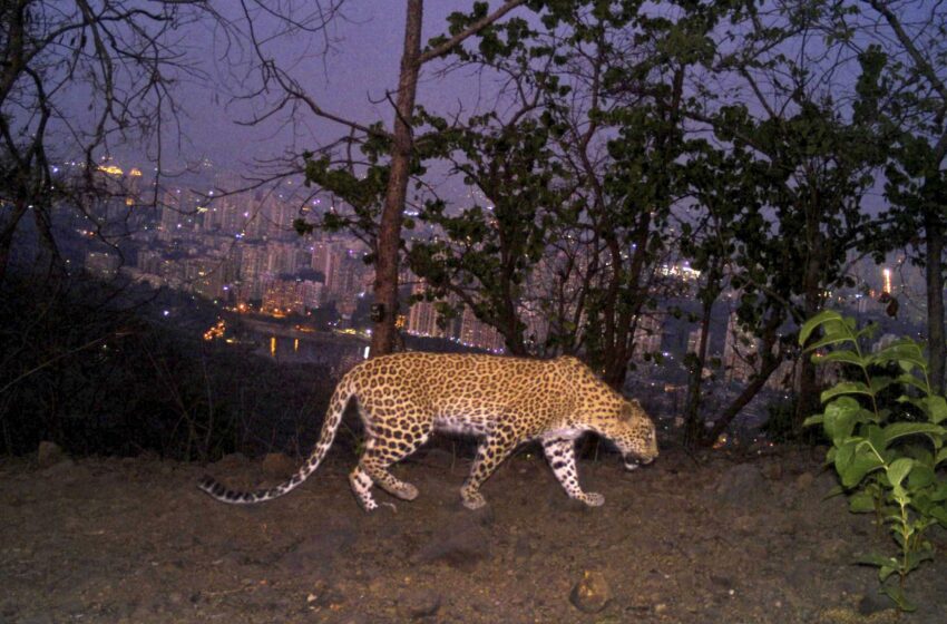  Grandes felinos en la jungla urbana: Leones de montaña de Los Ángeles, leopardos de Mumbai