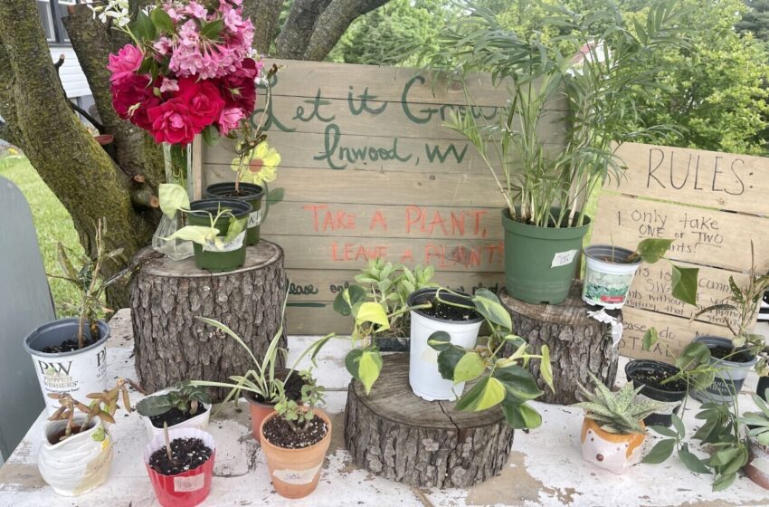  Let It Grow, Inwood crea un jardín comunitario
