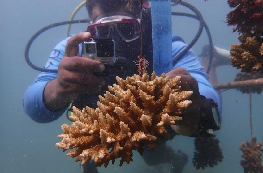  Para combatir el blanqueamiento del coral, Kenia recurre a los viveros de arrecifes